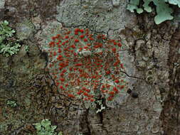 Слика од Ramboldia russula (Ach.) Kalb, Lumbsch & Elix