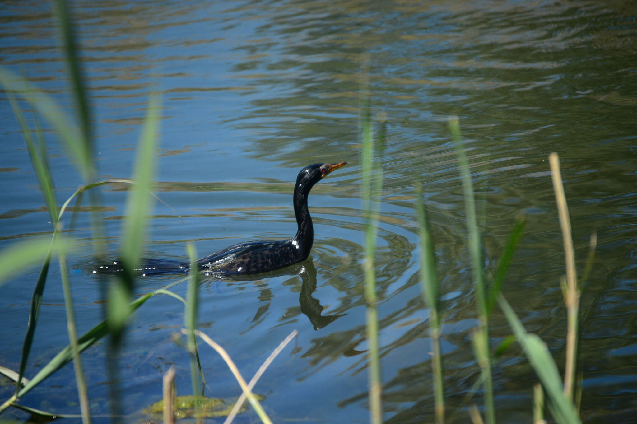 Image of Long-tailed Cormorant