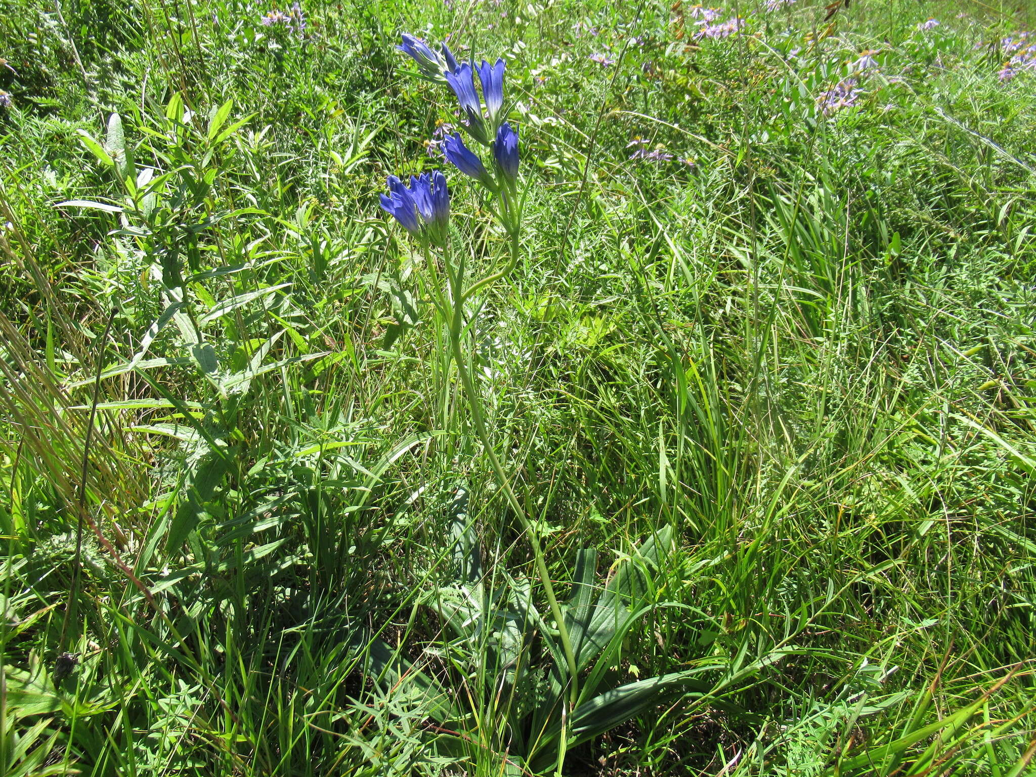 صورة Gentiana decumbens L. fil.