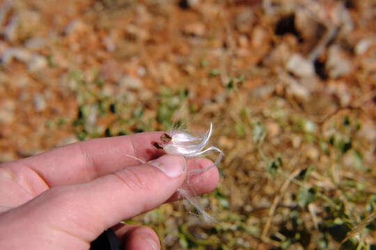 Image of Pergularia daemia subsp. garipensis (E. Mey.) Goyder