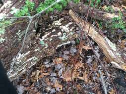 Image of Trametes ochracea (Pers.) Gilb. & Ryvarden 1987