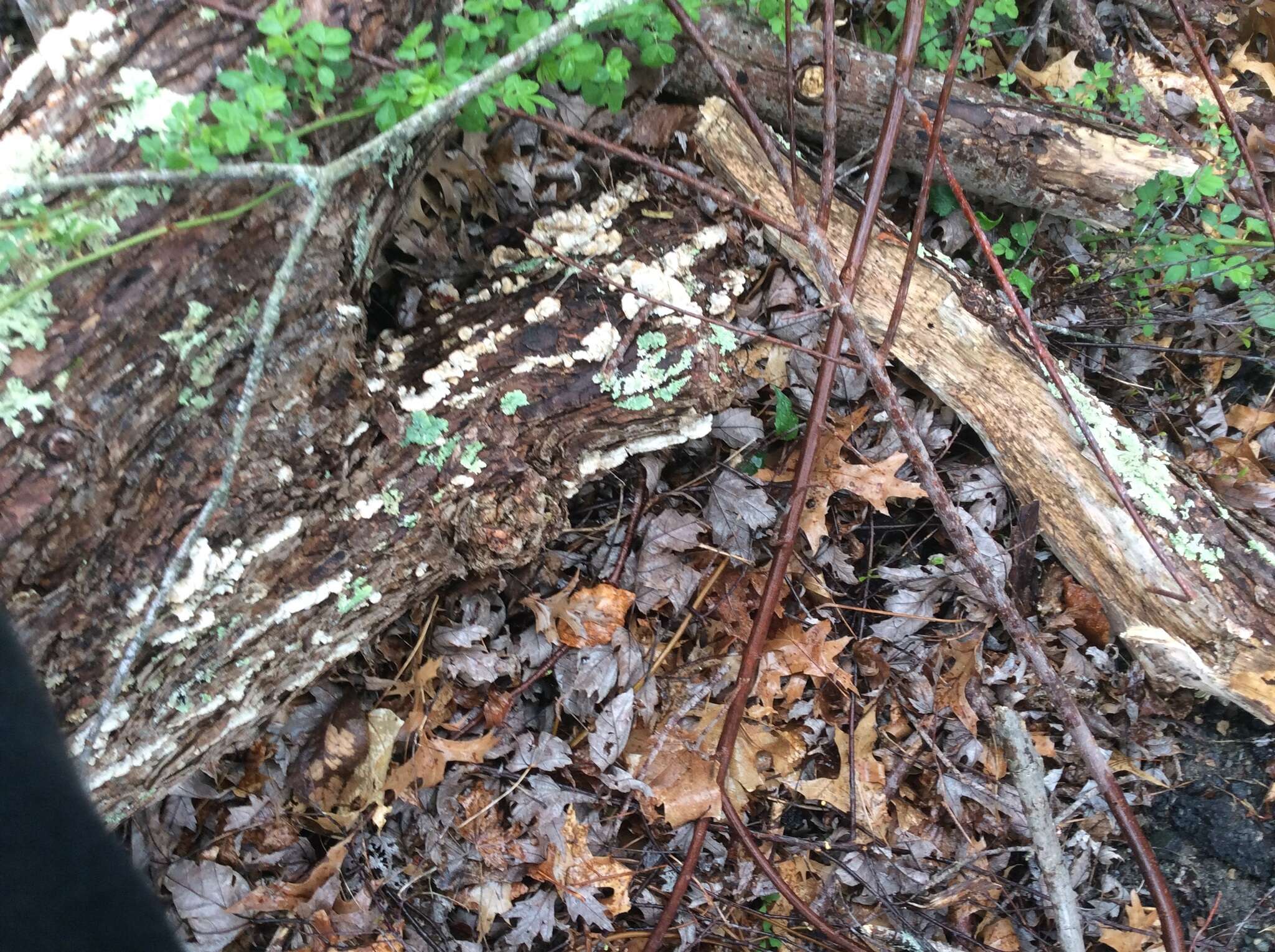 Image of Trametes ochracea (Pers.) Gilb. & Ryvarden 1987