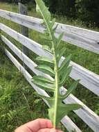 Image de Silphium terebinthinaceum var. pinnatifidum (Ell.) A. Gray