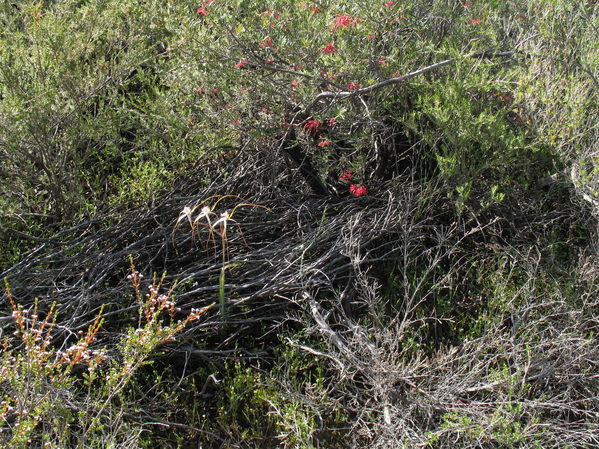 Image of Daddy-long-legs spider orchid