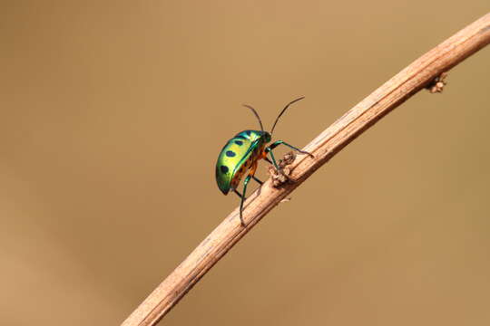 Image of Chrysocoris stollii (Wolff 1801)