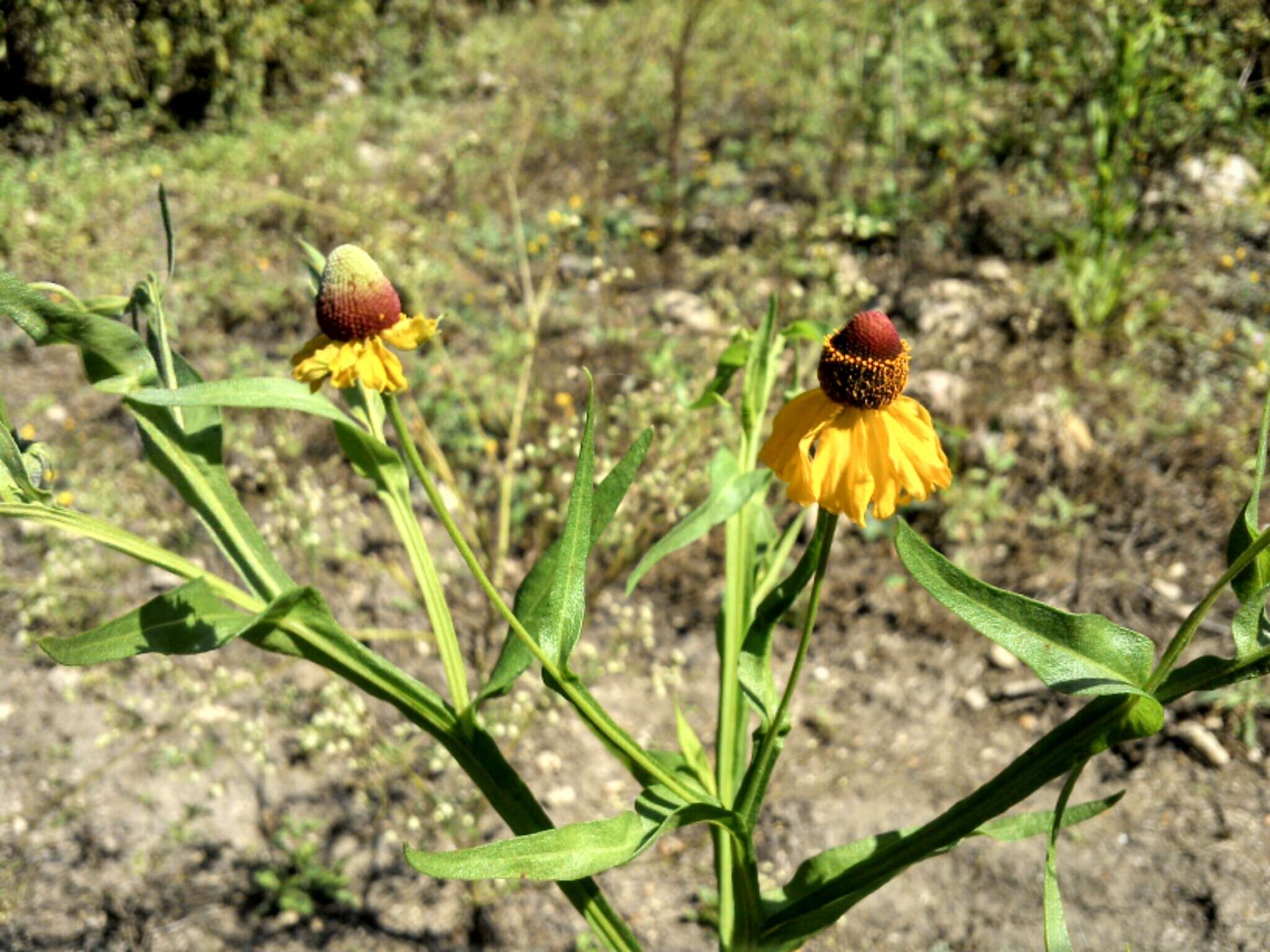 Image of smallhead sneezeweed