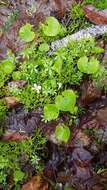 Viola renifolia A. Gray resmi