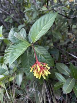 Plancia ëd Palicourea crocea (Sw.) Schult.