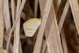 Слика од Eurema herla (Macleay 1826)