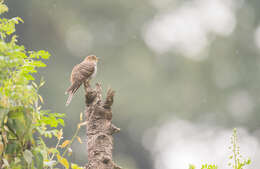 Image of Lesser Cuckoo
