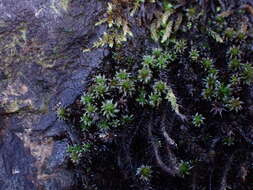 Image of blackmat splashzone moss