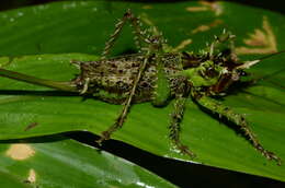 Image of Panacanthus varius Walker & F. 1869