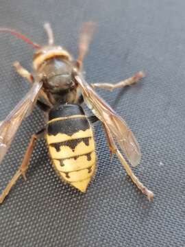 Image of Vespa crabro altaica Perkins 1910