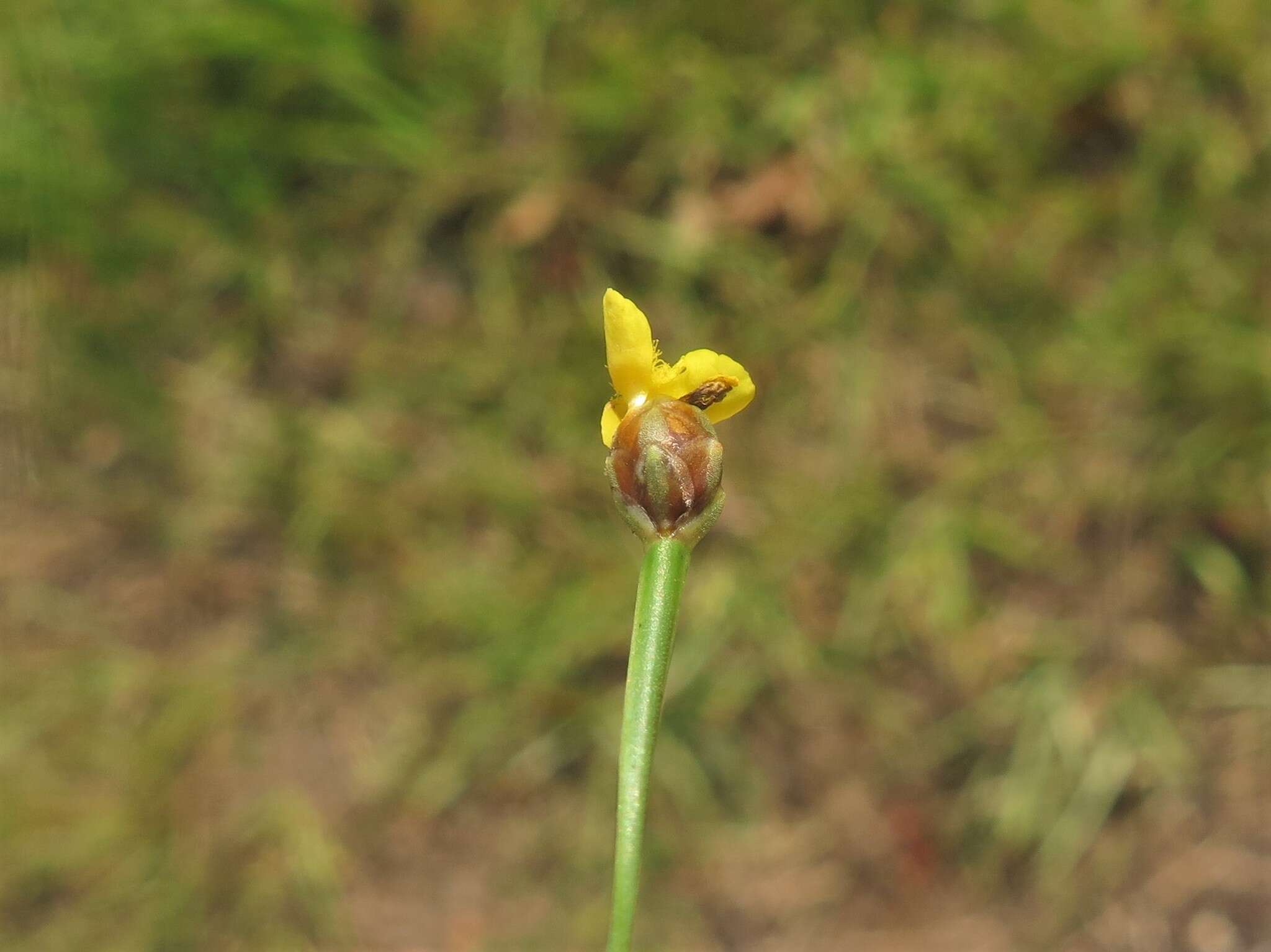 Sivun Xyris difformis var. curtissii (Malme) Kral kuva