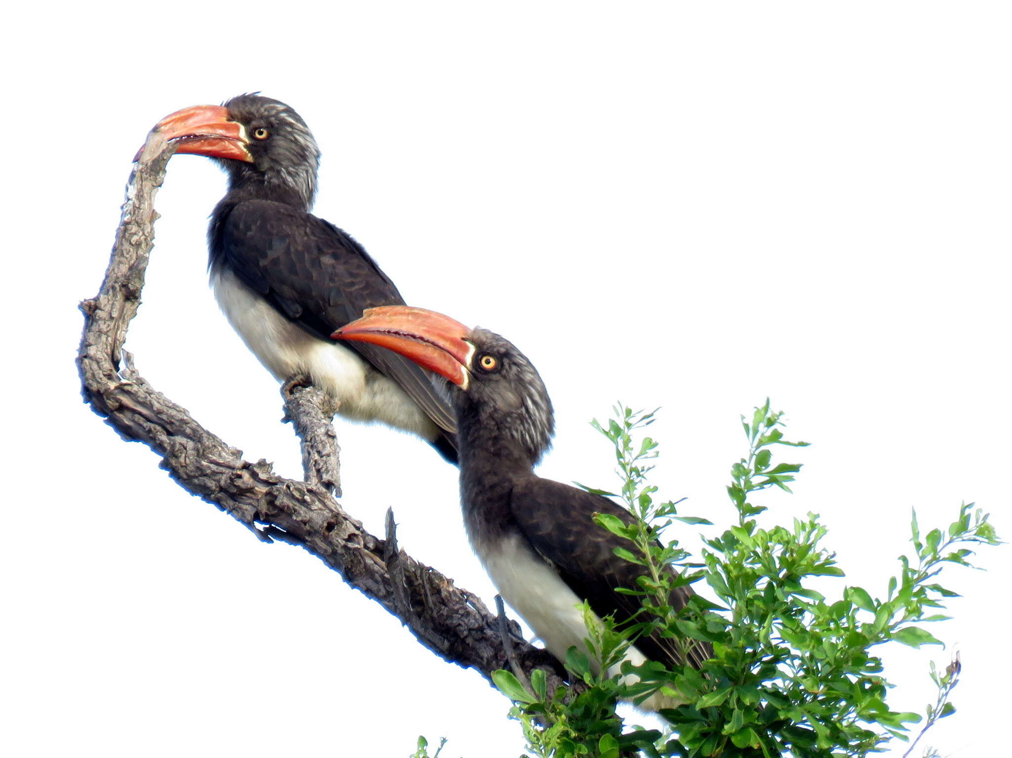 Image of Crowned Hornbill