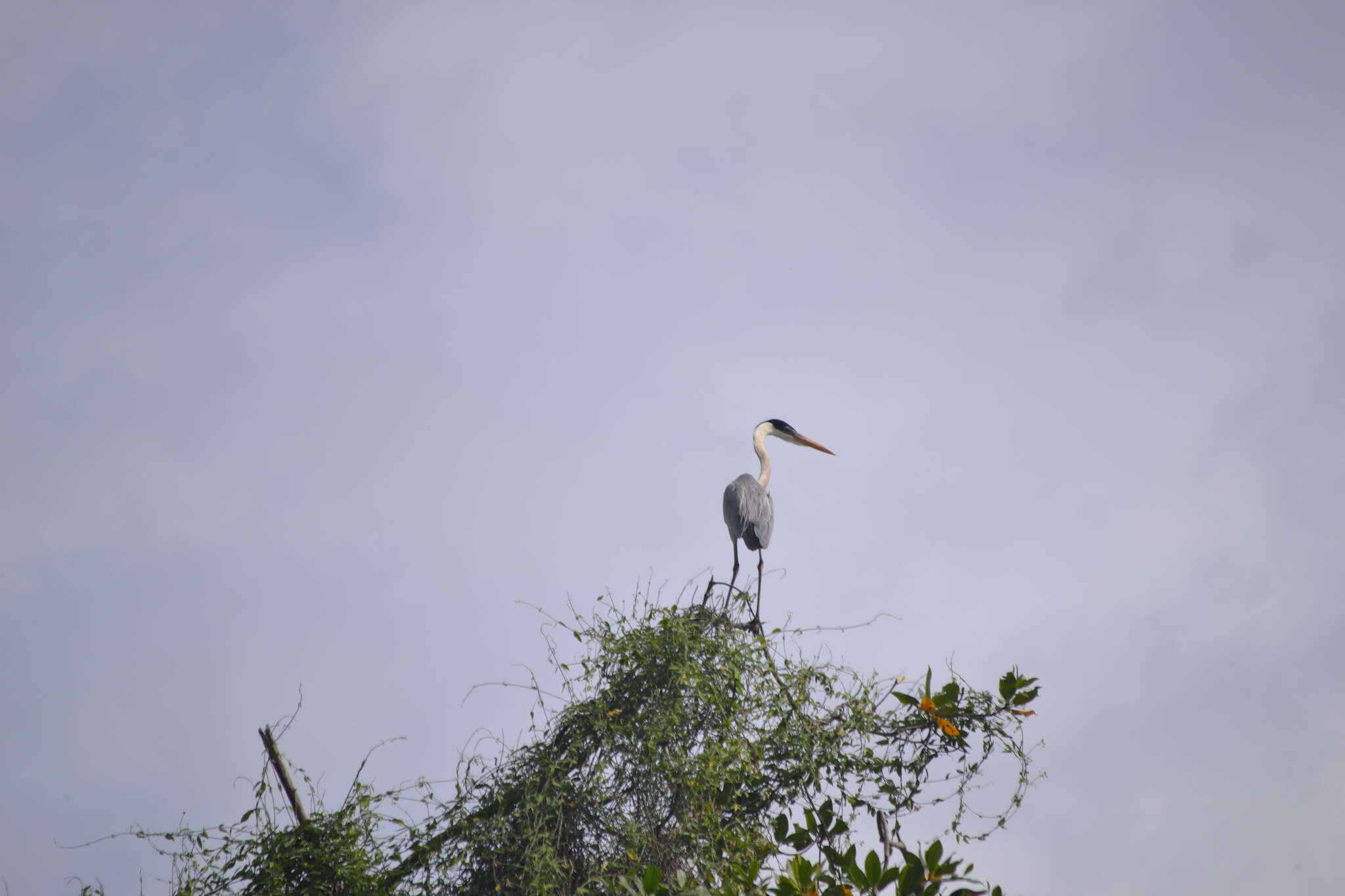 Image of Cocoi Heron