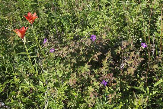 Image of Geranium wlassovianum Fisch. ex Link