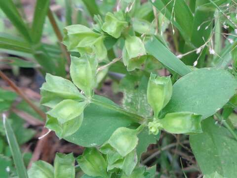 Image of Leptopetalum pteritum (Blume) Neupane & N. Wikstr.