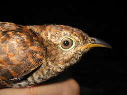 Image of Brush Cuckoo