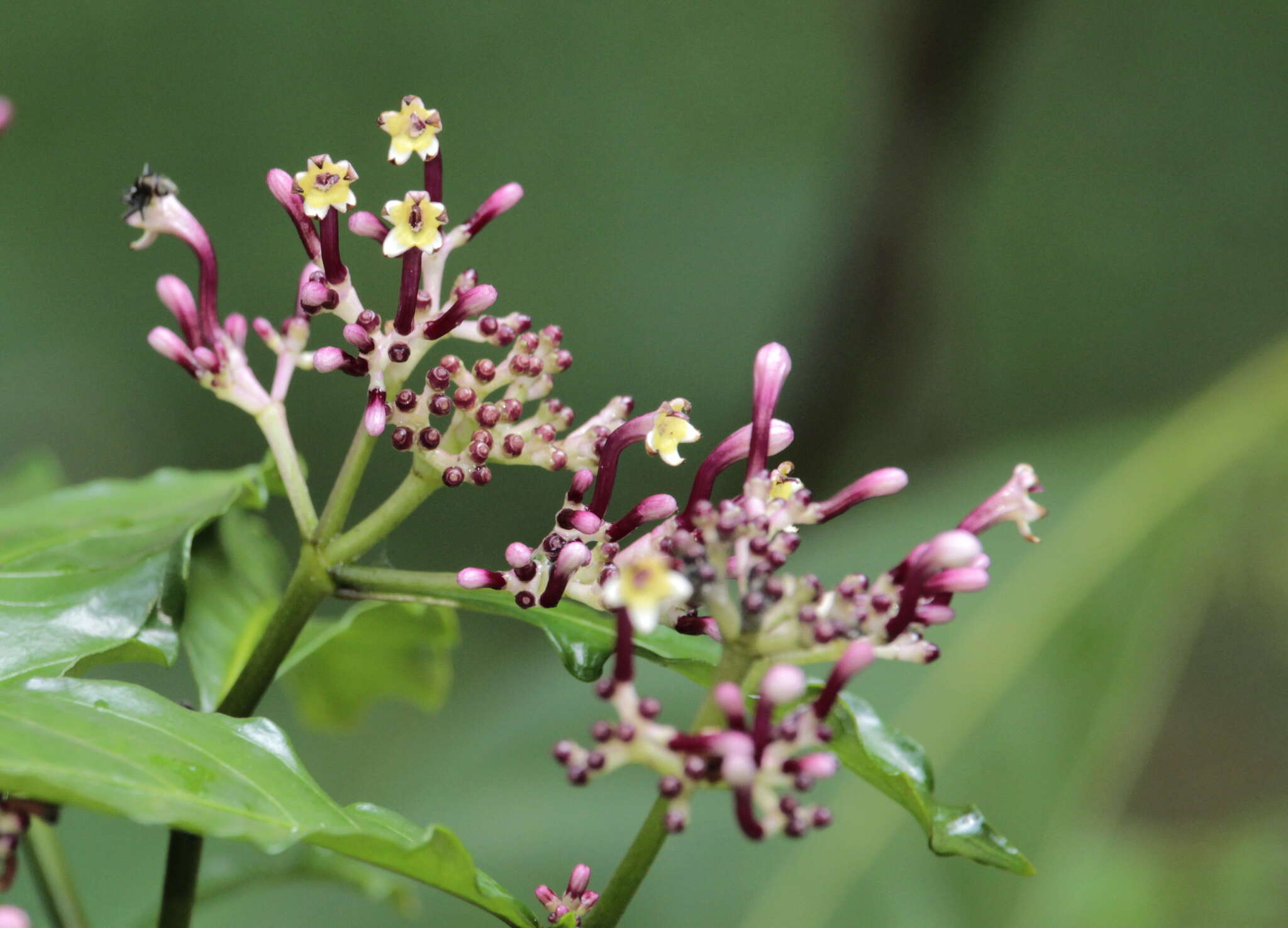 Imagem de Chassalia curviflora (Wall.) Thwaites