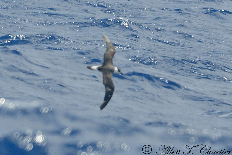 Image of Black-capped Petrel