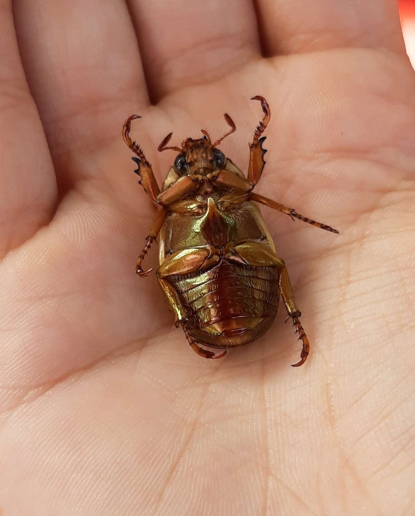 Image of Pelidnota semiaurata citripennis Burmeister 1844