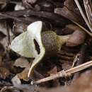 Image of Asarum fauriei var. takaoi (F. Maek.) T. Sugaw.