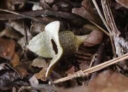 Image of Asarum fauriei var. takaoi (F. Maek.) T. Sugaw.