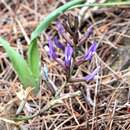 Sivun Astragalus muelleri Steudel & Hochst. kuva