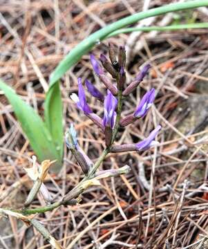 Sivun Astragalus muelleri Steudel & Hochst. kuva