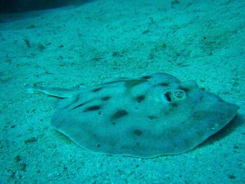 Image of Cortez Round Stingray