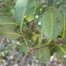 Image of Calophyllum milvum P. F. Stevens