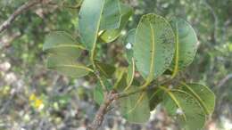 Image of Calophyllum milvum P. F. Stevens