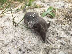 Image of Lesser Shrew