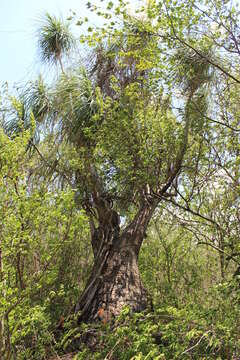 Слика од Beaucarnea sanctomariana L. Hern.