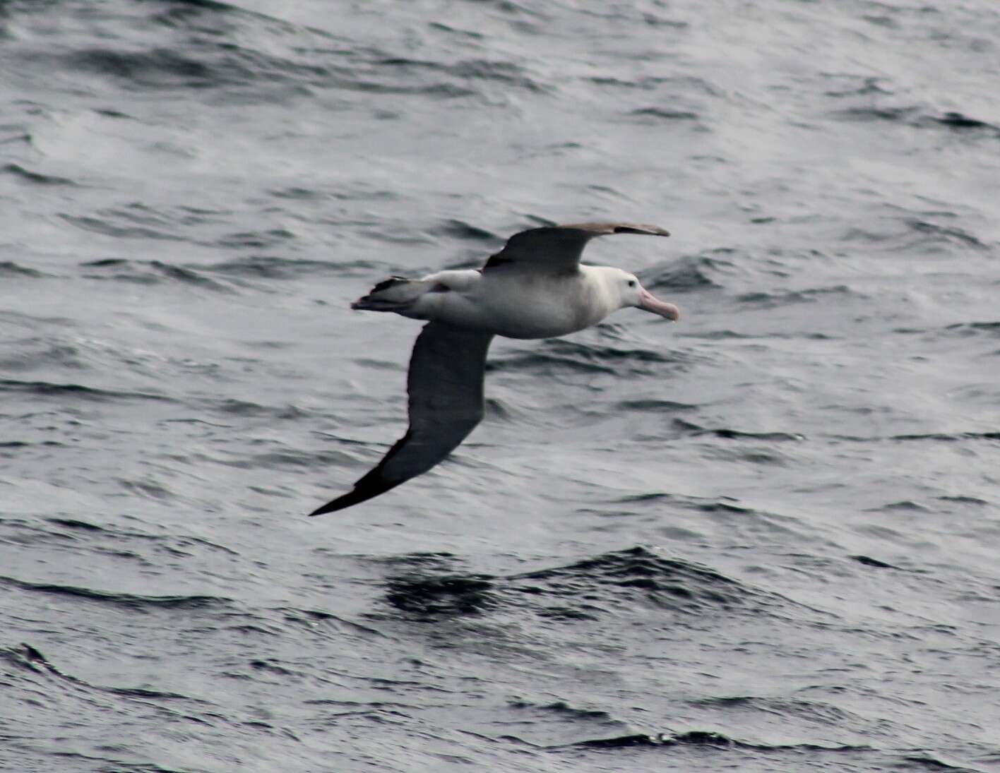 Image of Royal Albatross