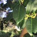 Image of Triflorensia cameronii (C. T. White) S. T. Reynolds