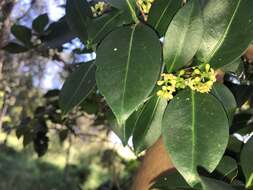 Image of Triflorensia cameronii (C. T. White) S. T. Reynolds