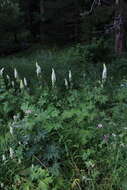 Imagem de Aconitum orientale Mill.