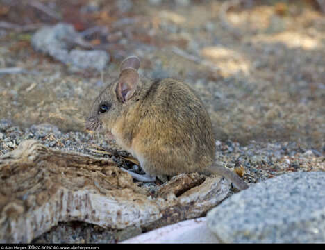 Image of Peromyscus caniceps Burt 1932