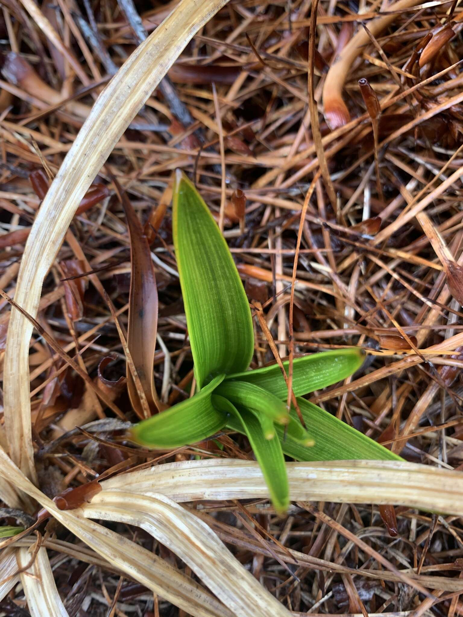 Image of Bulbinella gibbsii var. balasifera L. B. Moore