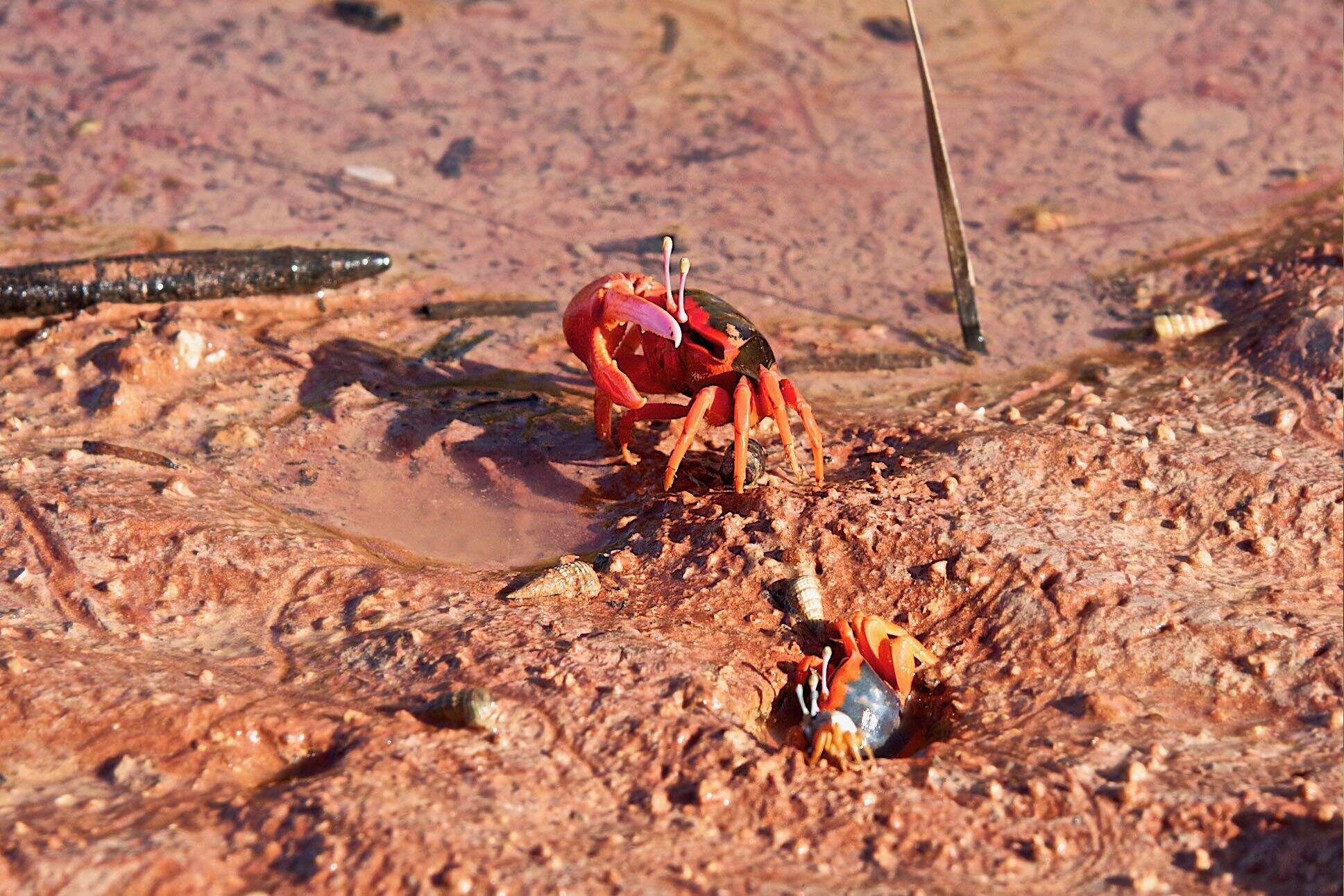 Image of Flame-backed Fiddler Crab