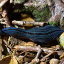 Image of Newzealandia Ogren & Kawakatsu 1991