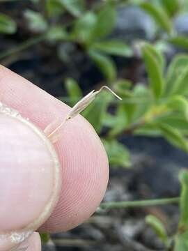 Plancia ëd Piptatheropsis exigua (Thurb.) Romasch., P. M. Peterson & Soreng