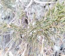 Image of Savin Juniper