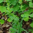 Image of Euphorbia borealis Baikov