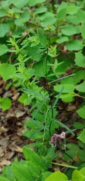 Image of Euphorbia borealis Baikov