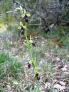 Слика од Ophrys insectifera subsp. insectifera