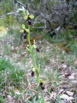 Image of Ophrys insectifera subsp. insectifera