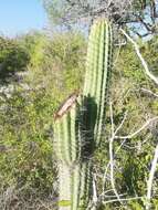 Image of Cephalocereus nudus